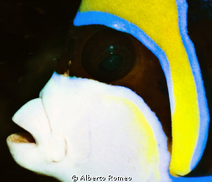 Portrait of an Enperor  Angelfish (Pomacanthus imperator) by Alberto Romeo 